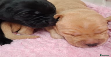 Labrador Retriever dogs - Advert 4