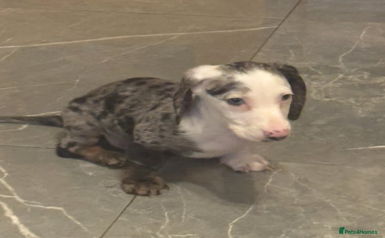 Miniature Dachshund dogs - Advert 5