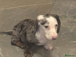Miniature Dachshund dogs One adorable piebald male dachshund ready to go - Advert 4