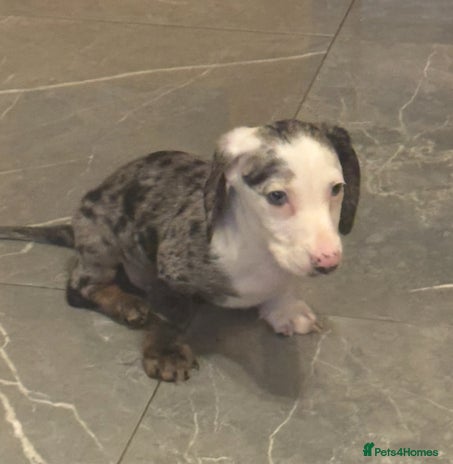 Miniature Dachshund dogs - Advert 5