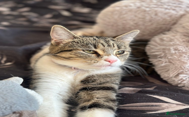 Mixed Breed cats - Advert 2