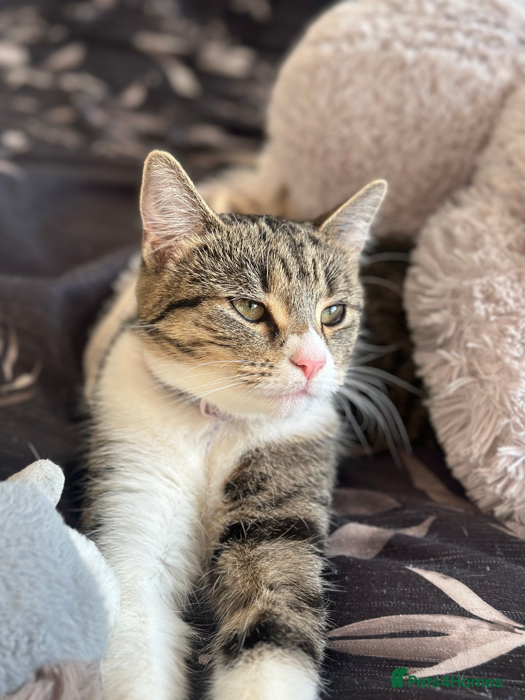 Mixed Breed cats for sale: Short Haired Tabby Female - Image 1