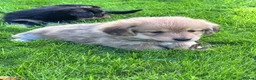 Mixed Breed dogs for sale: Corgipoos - Advert 16