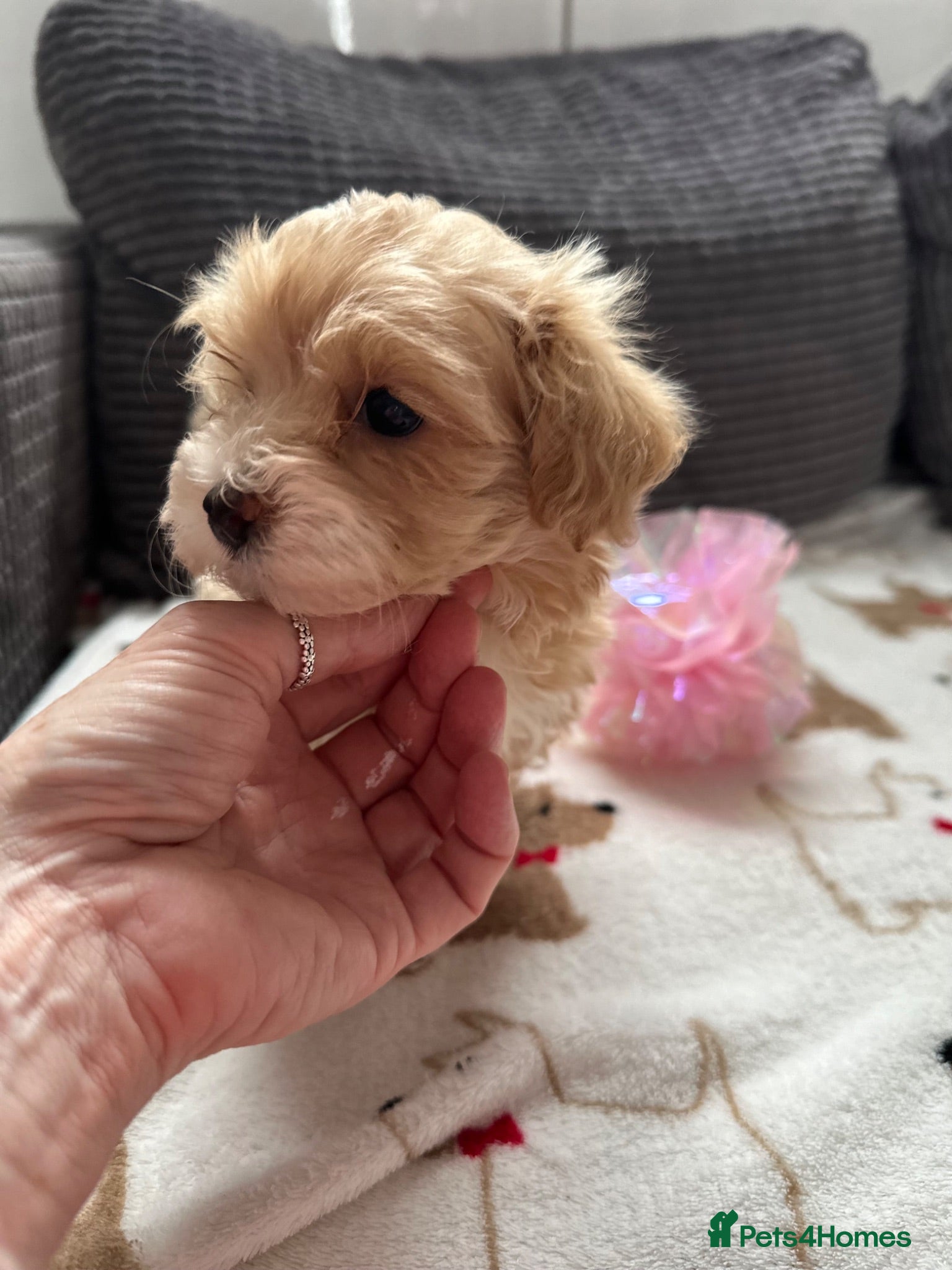 Maltipoo dogs Maltipoo puppies  - Advert 4