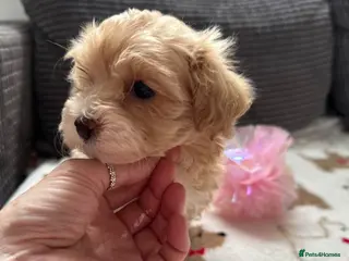 Maltipoo dogs Maltipoo puppies - Advert 4