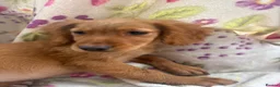 Golden Retriever dogs for sale: Golden retriever pups  in Midhurst - Advert 7