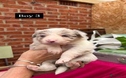 Border Collie dogs for sale: 6.5 weeks old collie puppies for sale  - Image 11