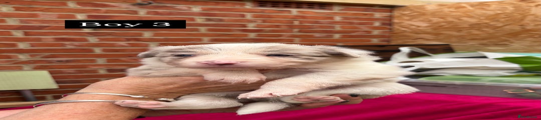 Border Collie Puppy 4