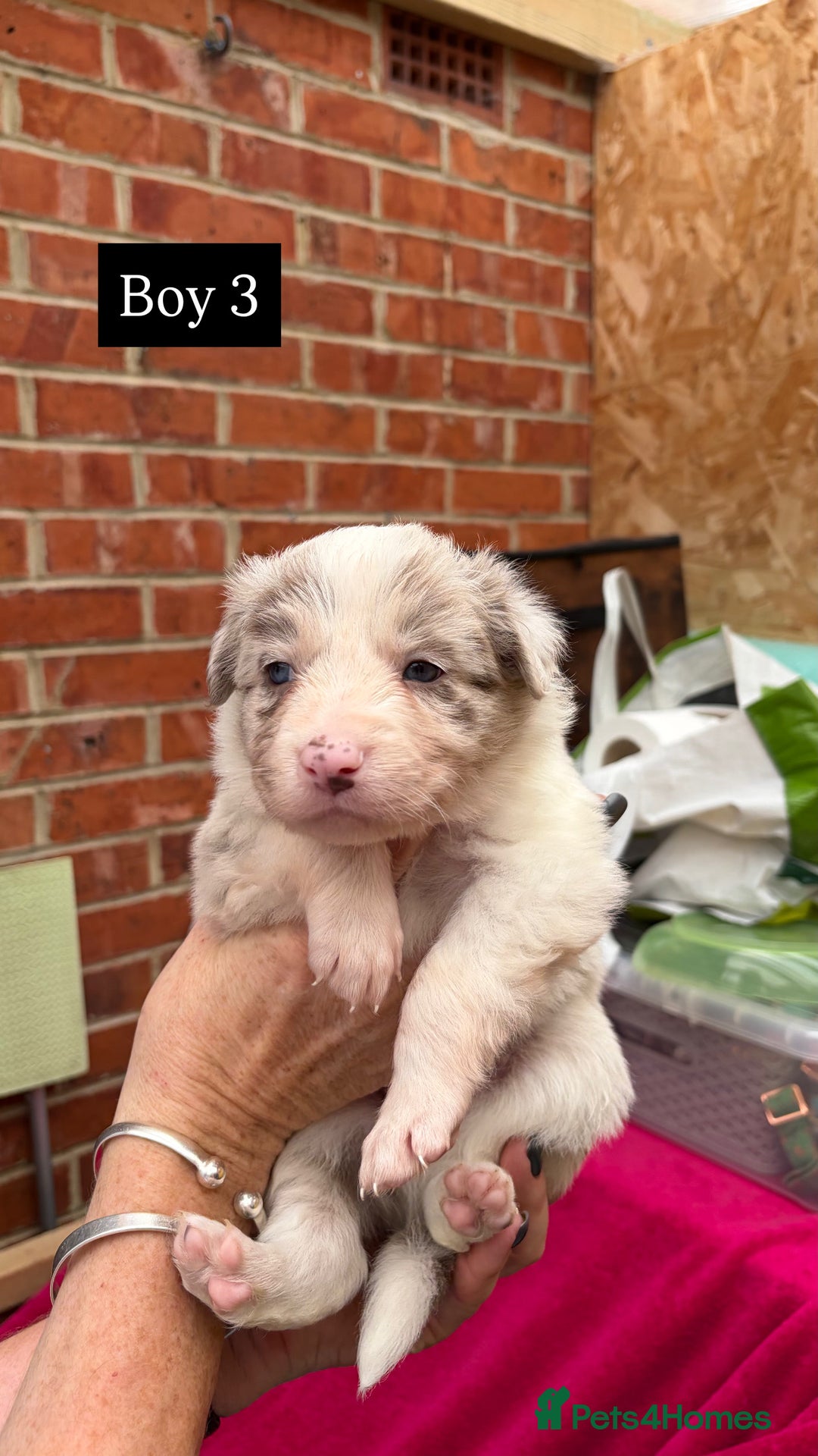 Border Collie dogs for sale: 6.5 weeks old collie puppies for sale  - Image 11