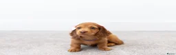 Miniature Dachshund dogs for sale: KC Longhaired Mini Dachshund puppies - Advert 9