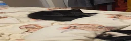 Domestic Shorthair cats for sale: Fluffy kittens - Advert 11
