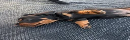 Dachshund dogs for sale: Dachshund  - Advert 14