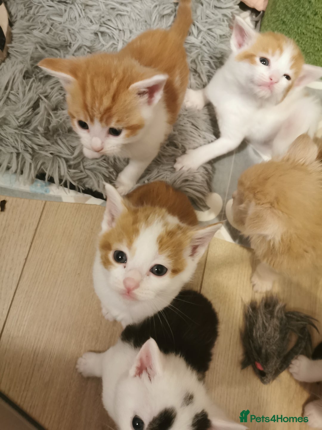 Mixed Breed cats for sale: Maine coon cross kittens for sale - Advert 16