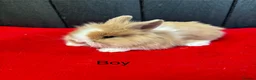 Mini Lop rabbits for sale: ⭐️⭐️⭐️Stunning mini lops⭐️⭐️⭐️ - Advert 4