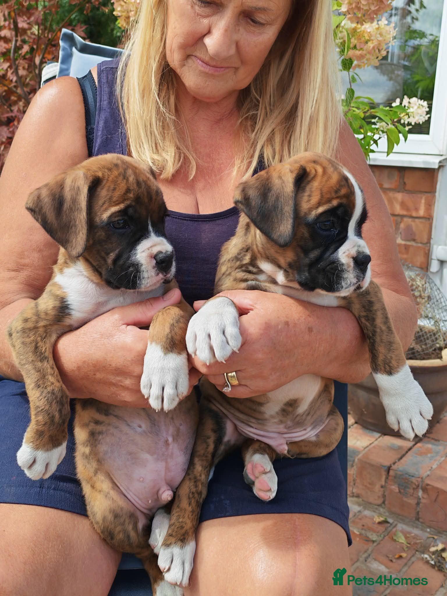 Boxer dogs Boxer puppies    BOYS  2 - Advert 19