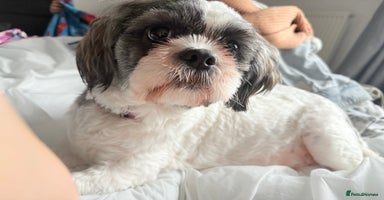 Shih Tzu dogs - Advert 7