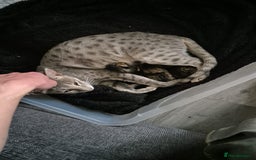 Savannah cats for sale: Savannah cross kittens ❤️ ready to leave in 2 wks! - Image 2