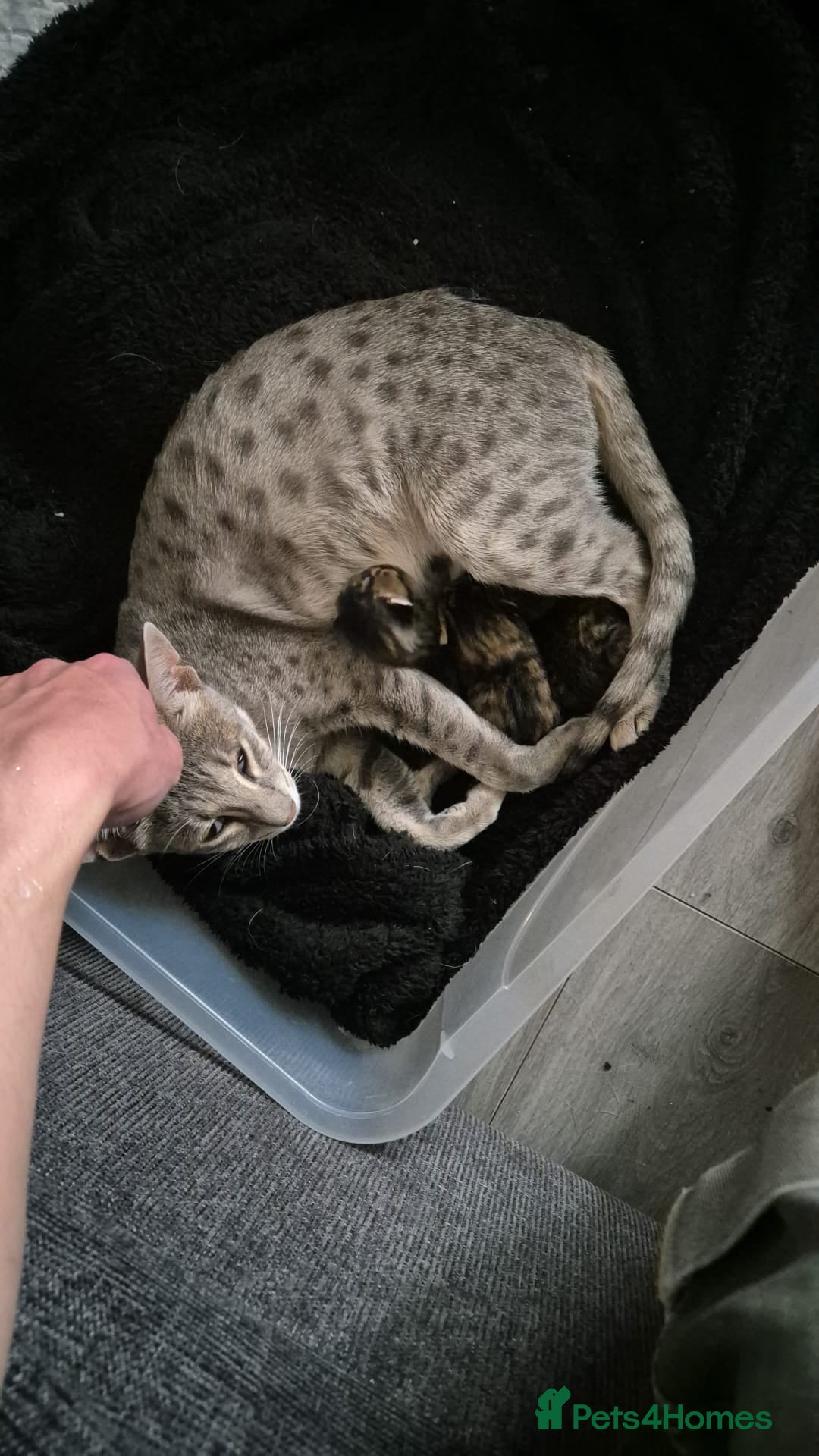 Savannah cats for sale: Savannah cross kittens ❤️ ready to leave in 2 wks! - Image 2