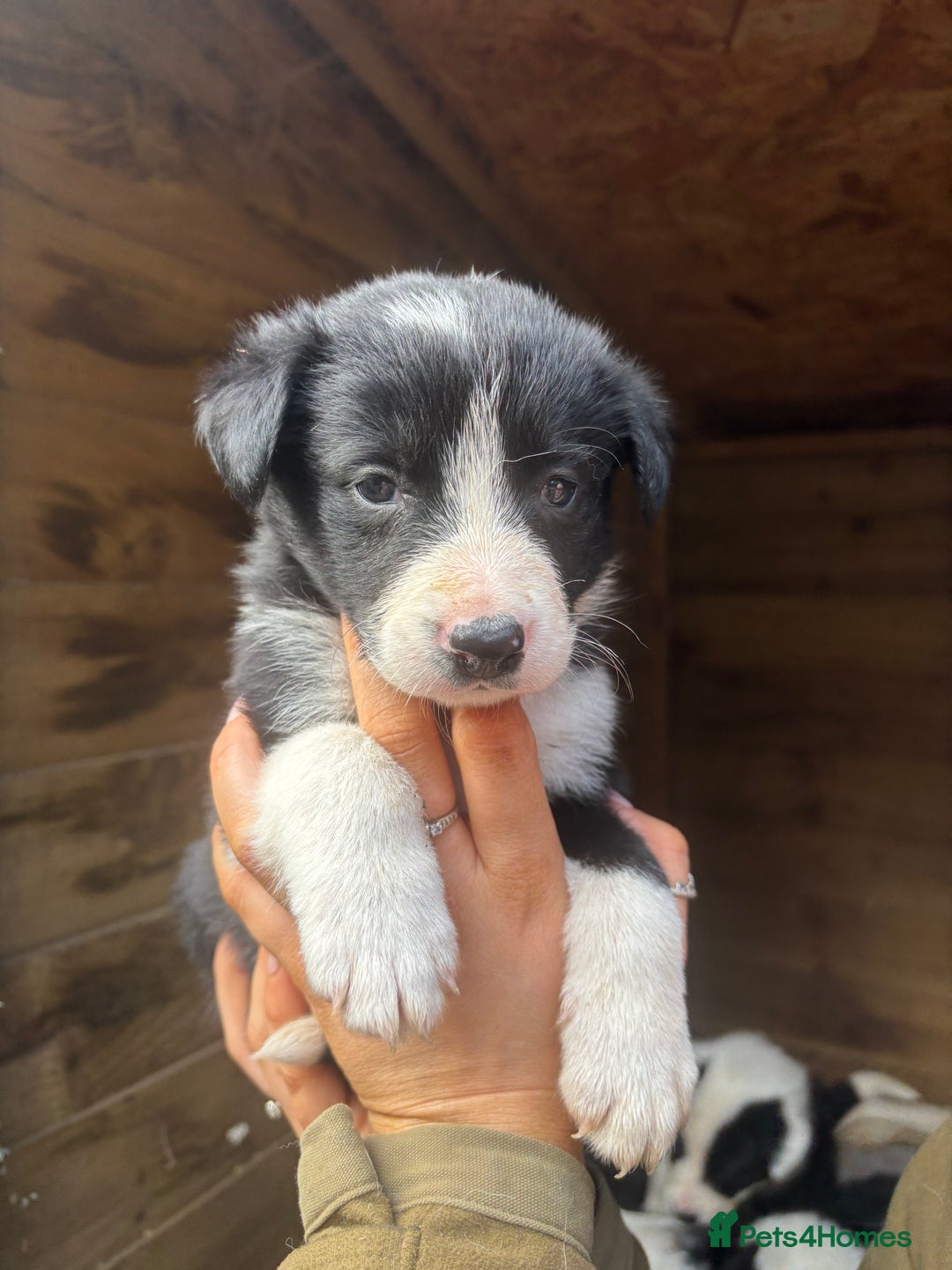 Border Collie dogs for sale: Border collies puppies - Image 5