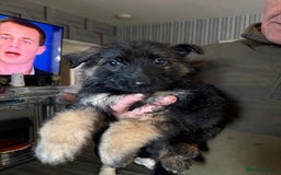 German Shepherd dogs for sale: German shepherd  - Image 3