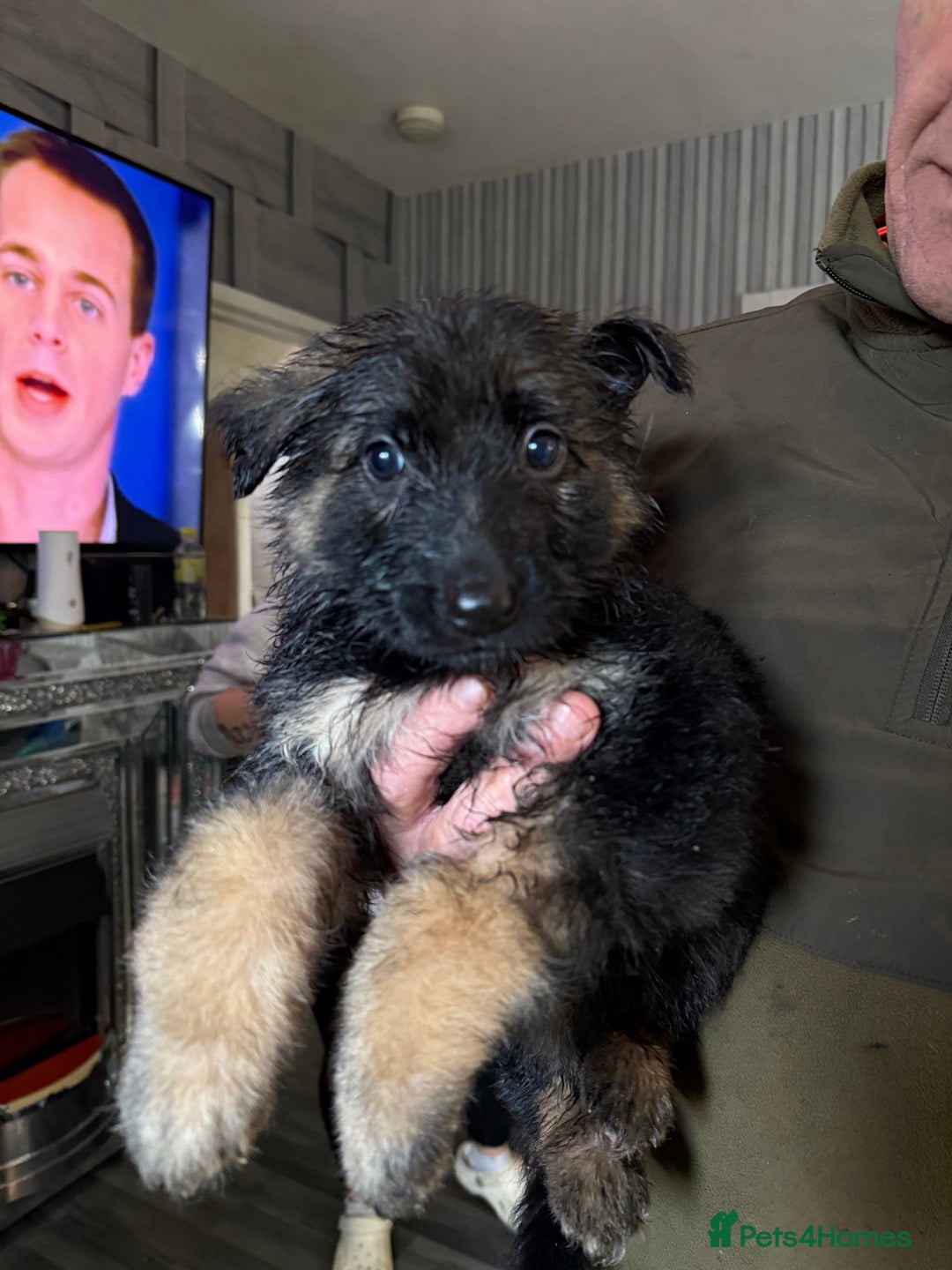 German Shepherd dogs for sale: German shepherd  - Image 3