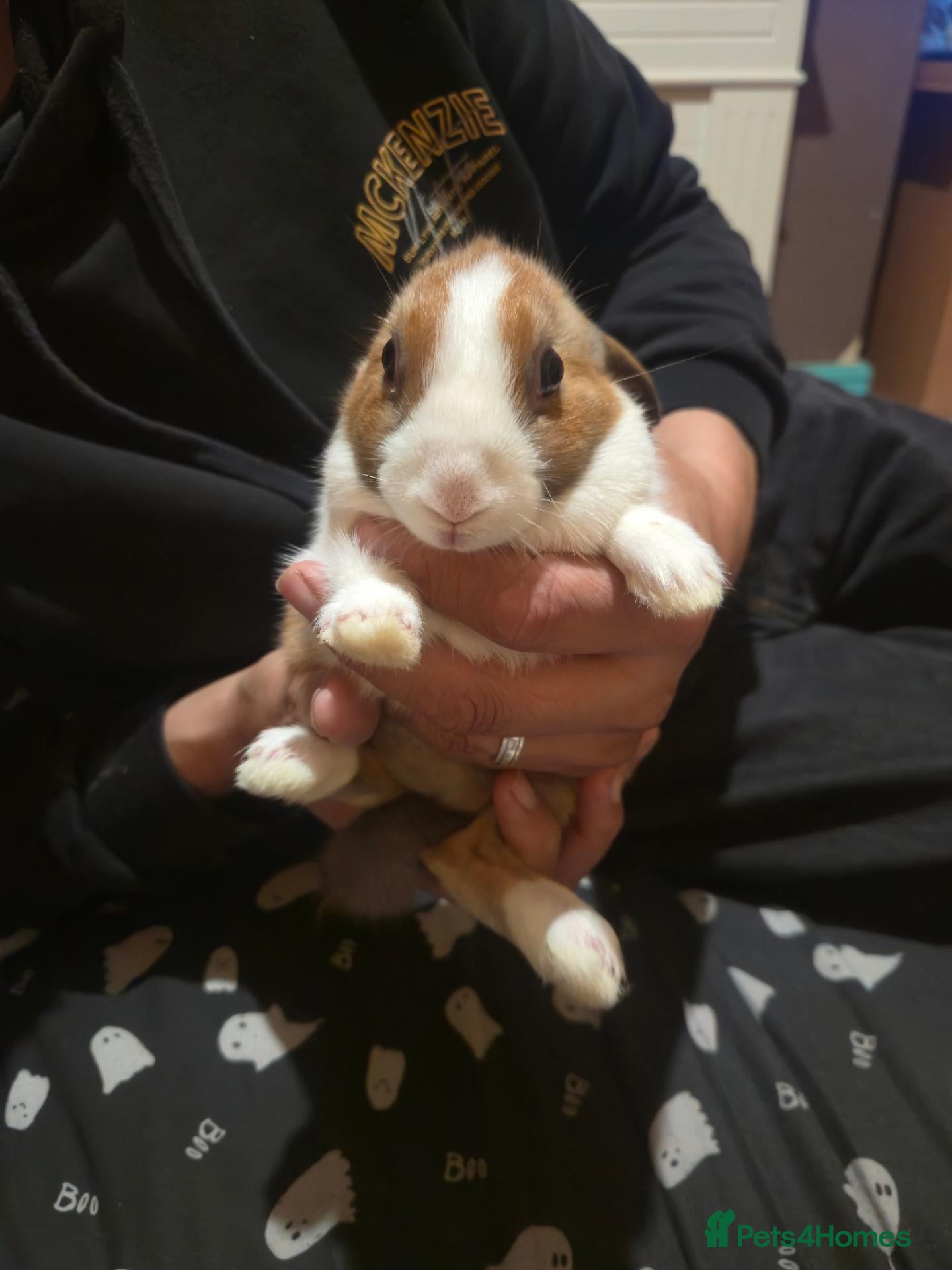 Dutch rabbits Dutch rabbit for sale - Advert 7