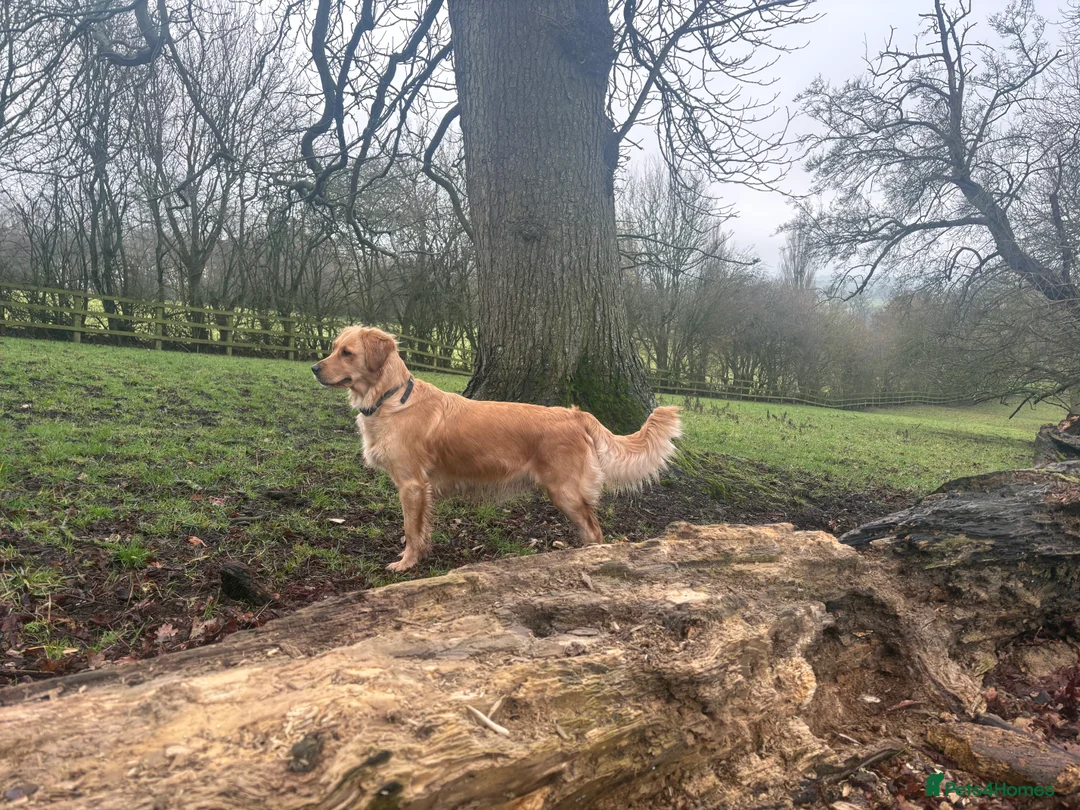 Golden Retriever dogs for sale: Champion lined KC REG GOLDEN RETRIEVER puppies - Advert 8