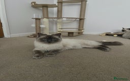 Ragdoll cats for sale: Adorable Ragdoll Kittens  - Image 13