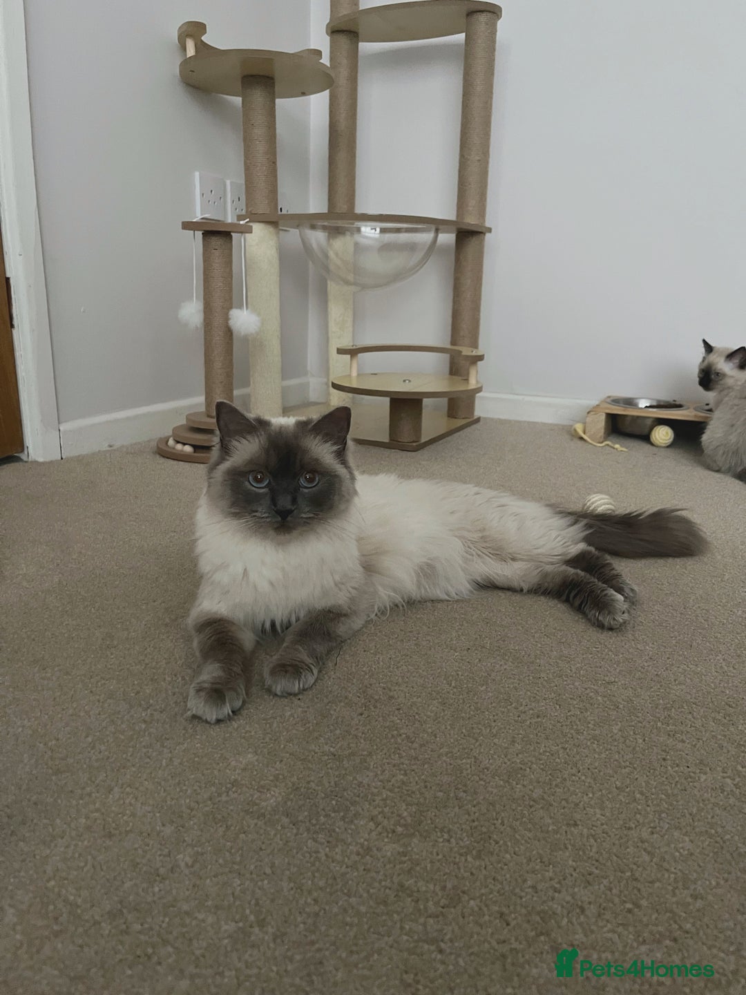 Ragdoll cats for sale: Adorable Ragdoll Kittens  - Image 13
