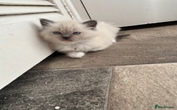 Ragdoll cats for sale: Amazing Ragdoll kittens 3 female 1 male - Image 5