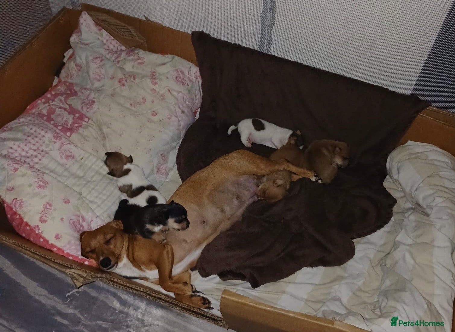 Jack Russell dogs JACK RUSSELL PUPPIES  - Advert 4