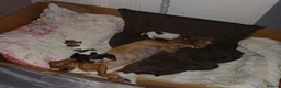 Jack Russell dogs for sale: JACK RUSSELL PUPPIES  in Newport - Advert 1