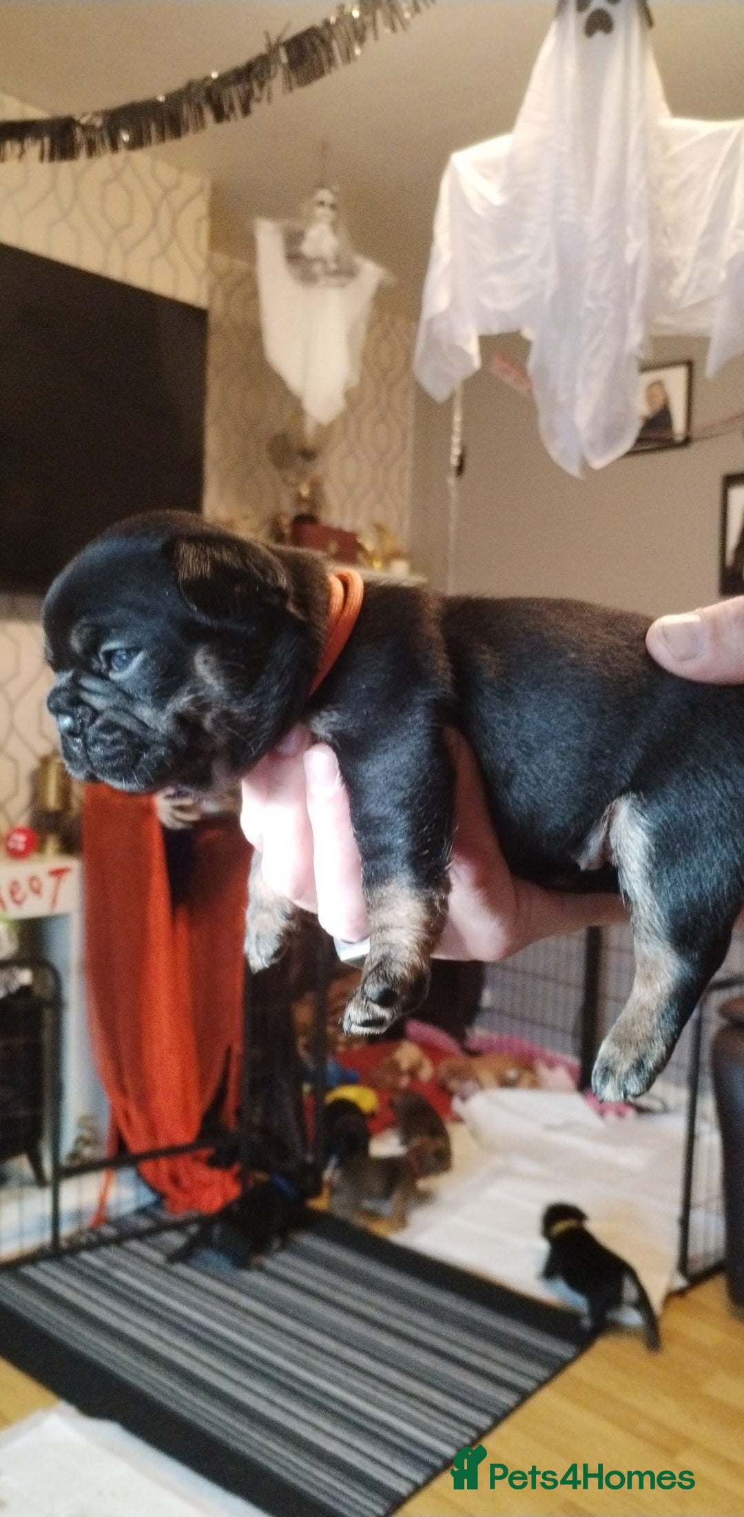 French Bulldog dogs for sale: French bulldog  - Advert 7