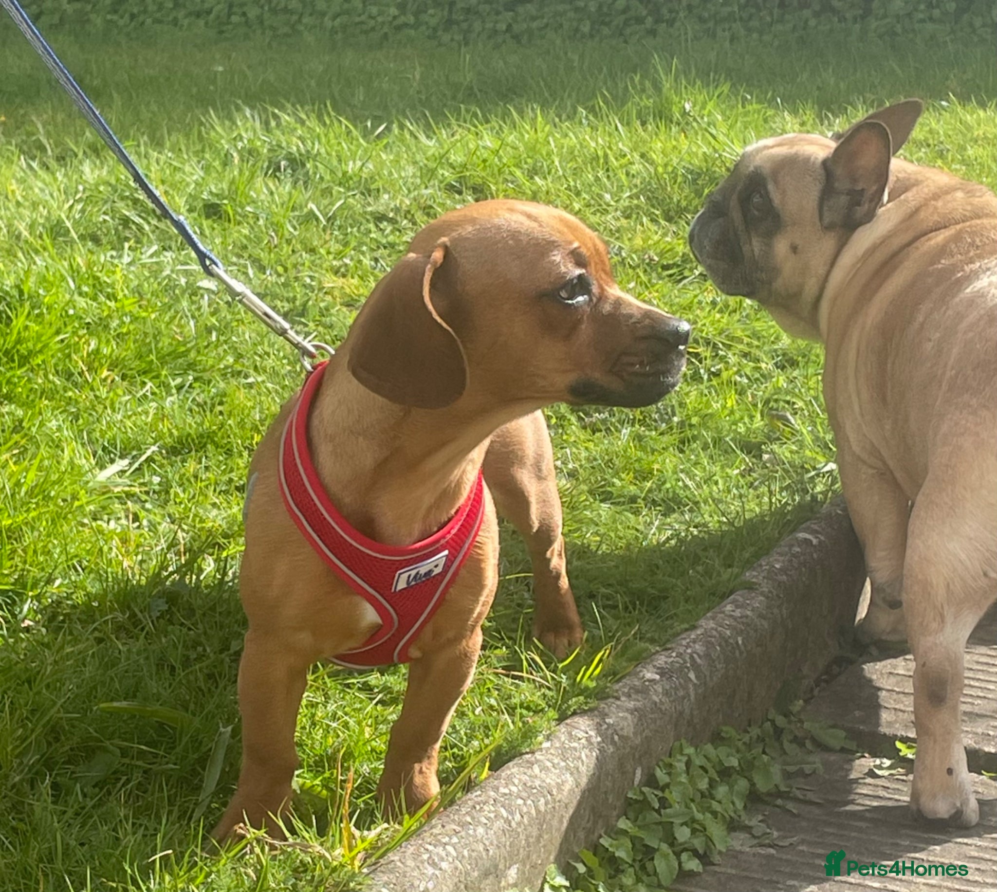 Mixed Breed dogs 10 months old looking for her forever home - Advert 6