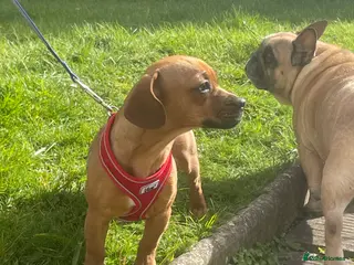 Mixed Breed dogs 10 months old looking for her forever home - Advert 1