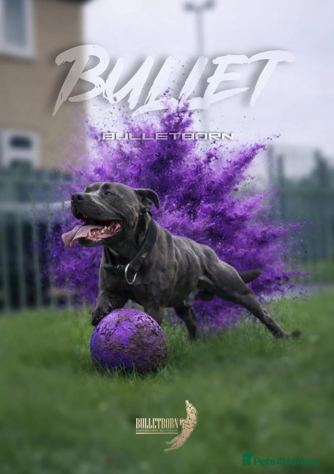 Staffordshire Bull Terrier dogs for stud: Elite Staffy Bullet - Advert 2