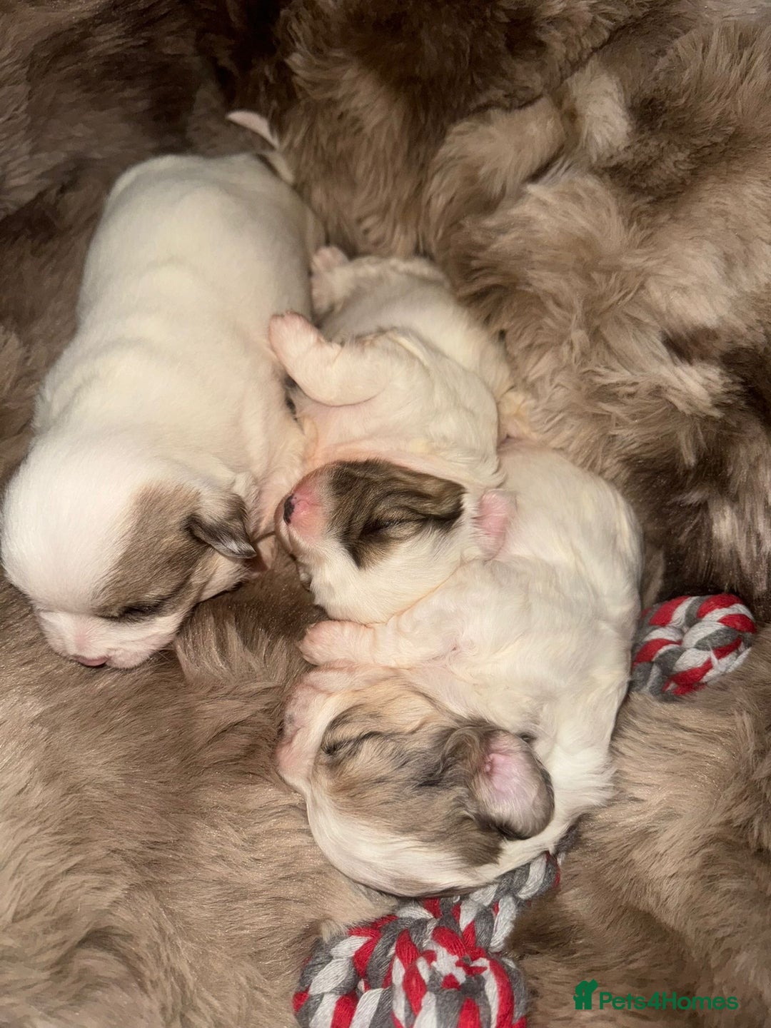 Poochon dogs for sale: Poochon puppies  - Advert 2