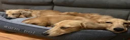 Miniature Dachshund dogs for sale: KC Miniature Long Haired Dachshund Cream Male in Warminster - Advert 5