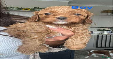 Cavapoo dogs - Advert 5