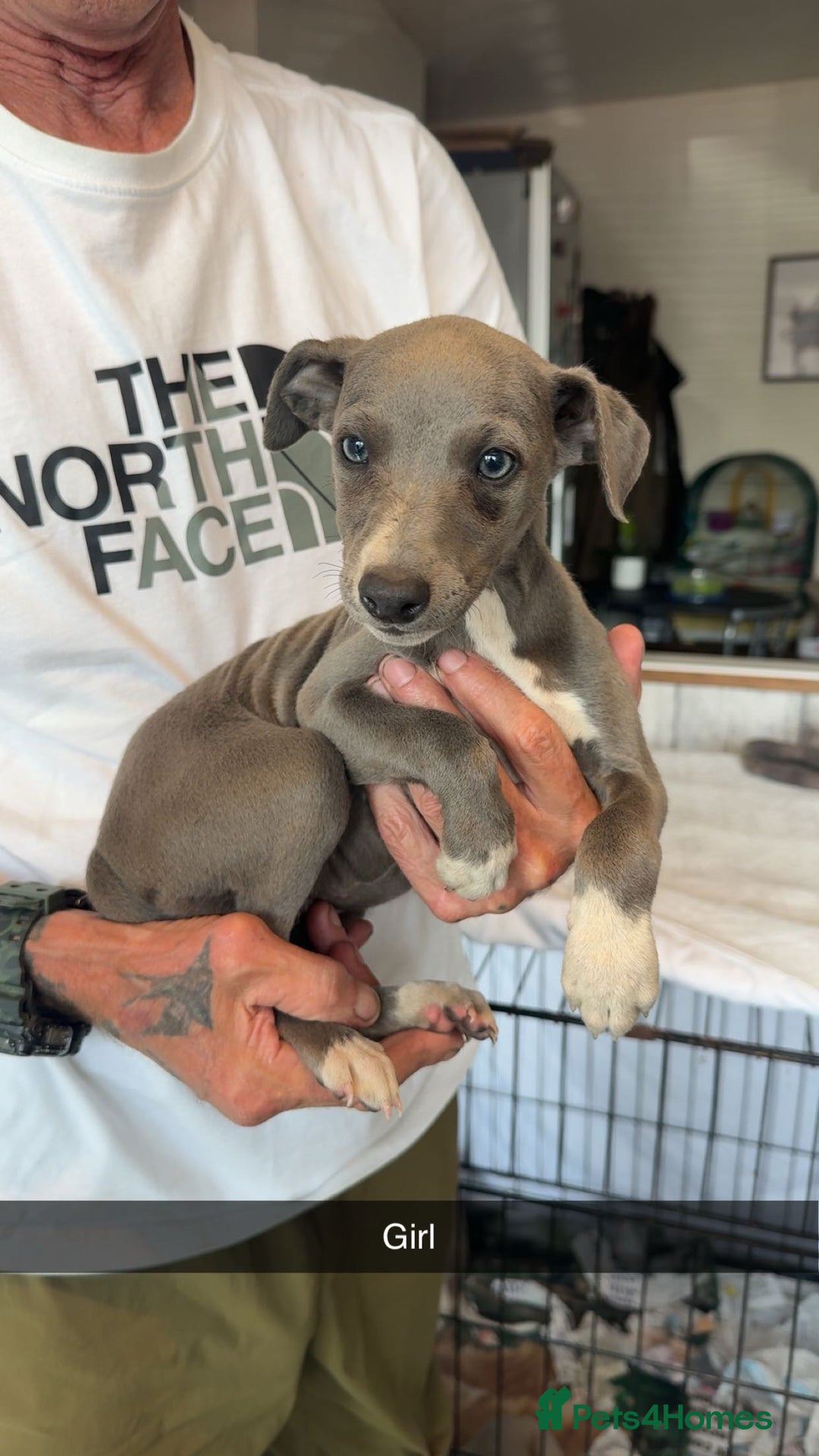 Whippet dogs for sale: Whippet pups  - Image 10