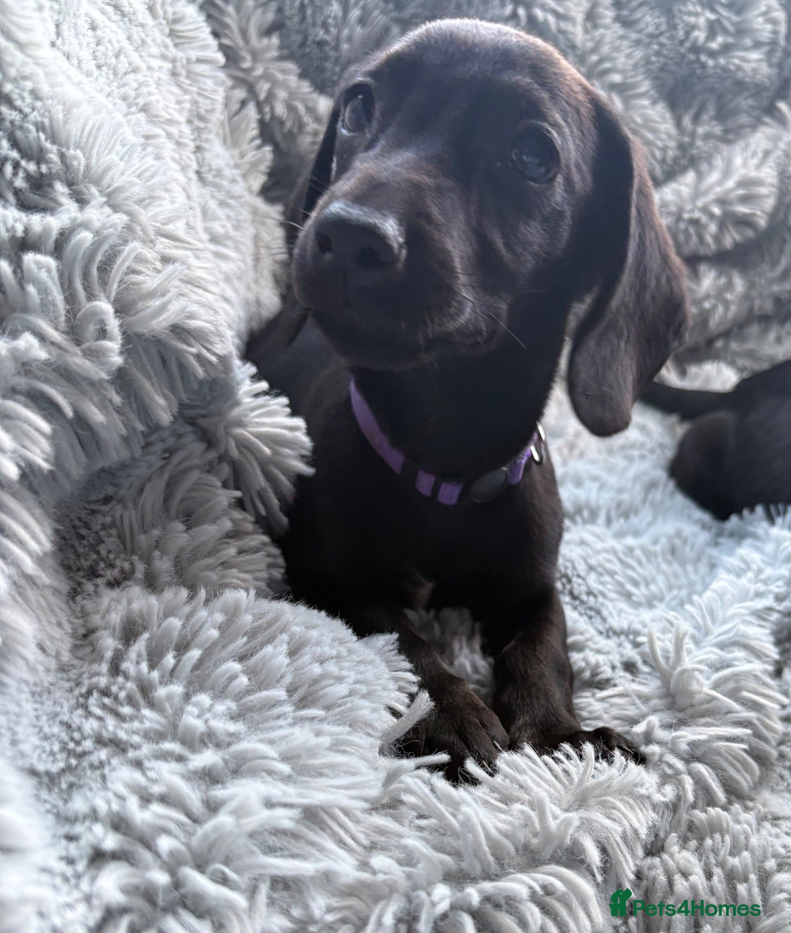 Mixed Breed dogs Miniature dachshund cross lab (dashadors)  - Advert 14