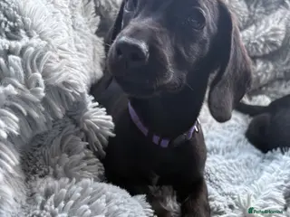 Mixed Breed dogs Miniature dachshund cross lab (dashadors) - Advert 5