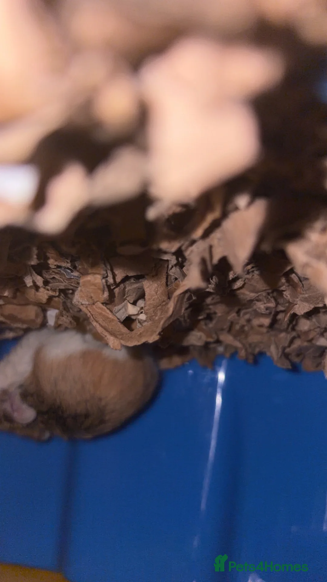 Hamster rodents for sale: Robovski hamster - Advert 2