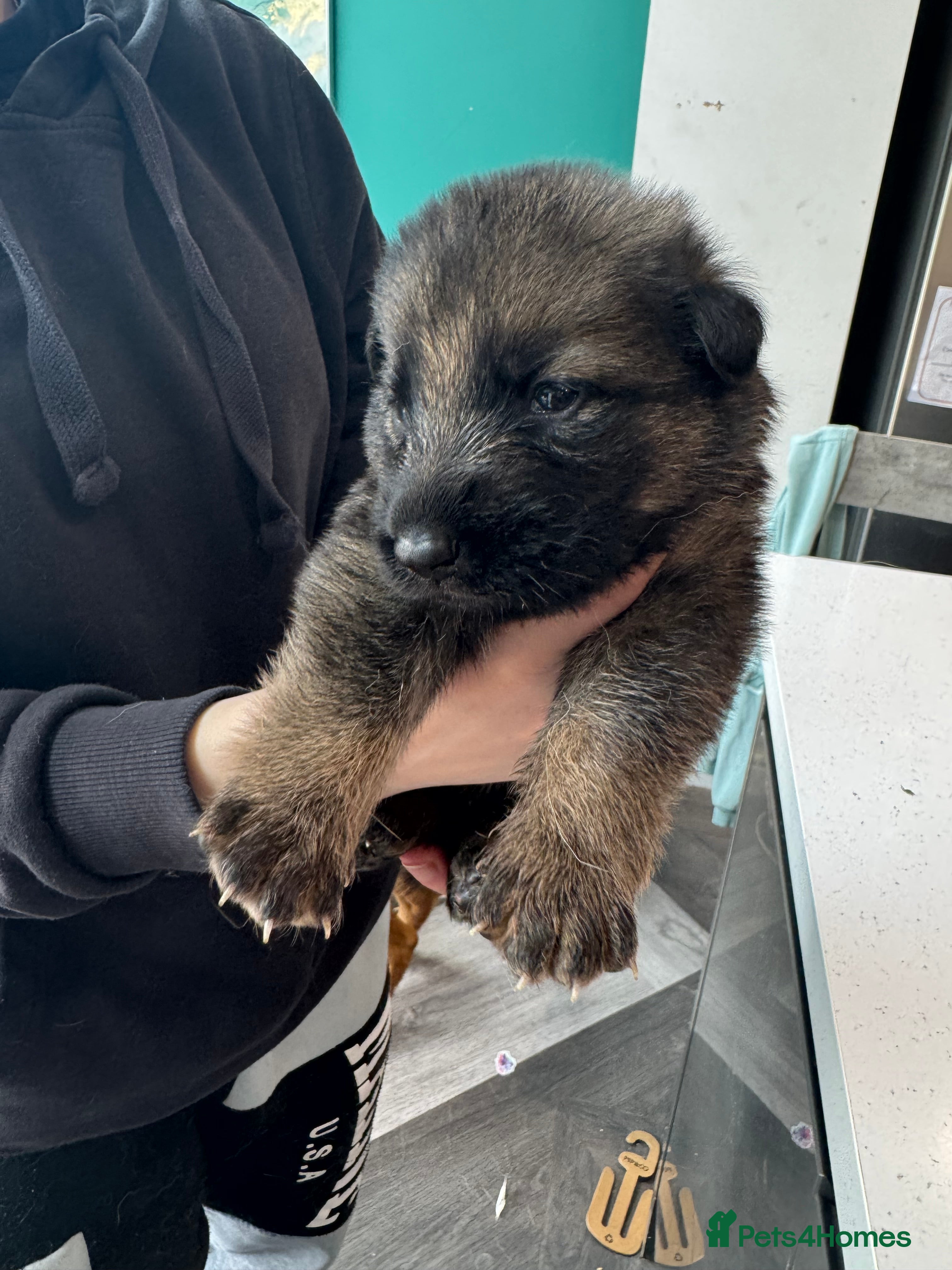 German Shepherd dogs 10 beautiful German shepherd puppies - Advert 2