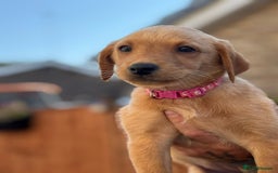 Labrador Retriever dogs for sale: Labrador Retriever puppies for sale - Image 1