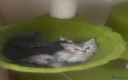 British Shorthair cats for sale: British Shorthair Kittens  - Image 2
