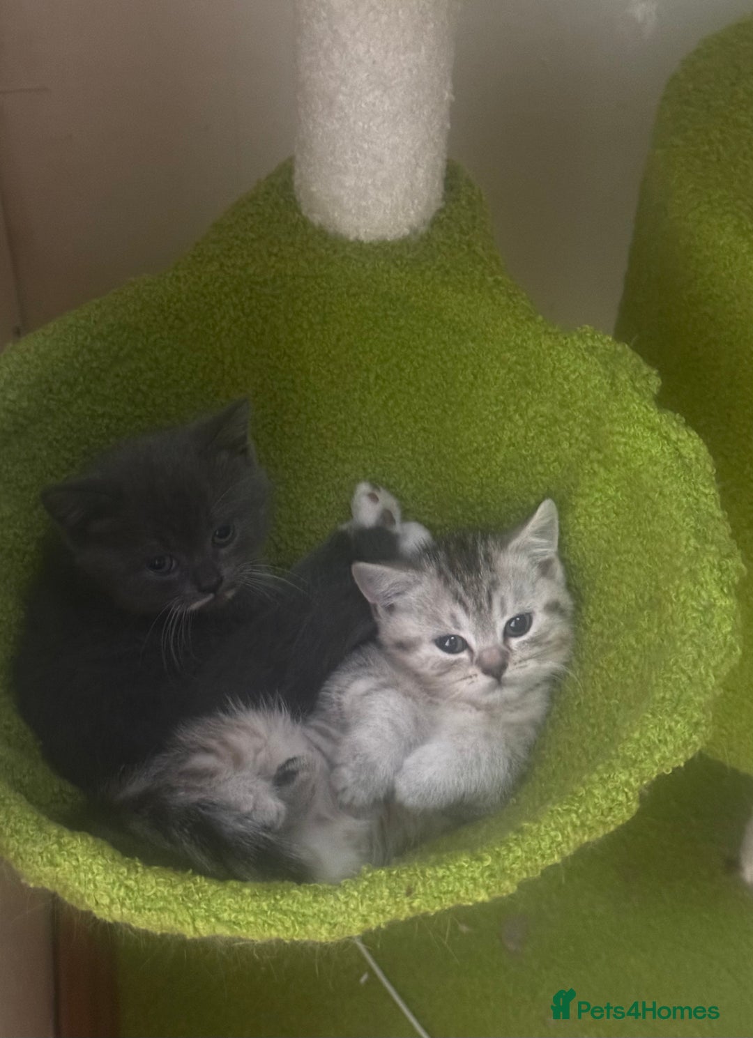 British Shorthair cats for sale: British Shorthair Kittens  - Image 2