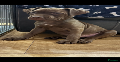 American Bull Staffy dogs Staffy Bull Puppies - Advert 6