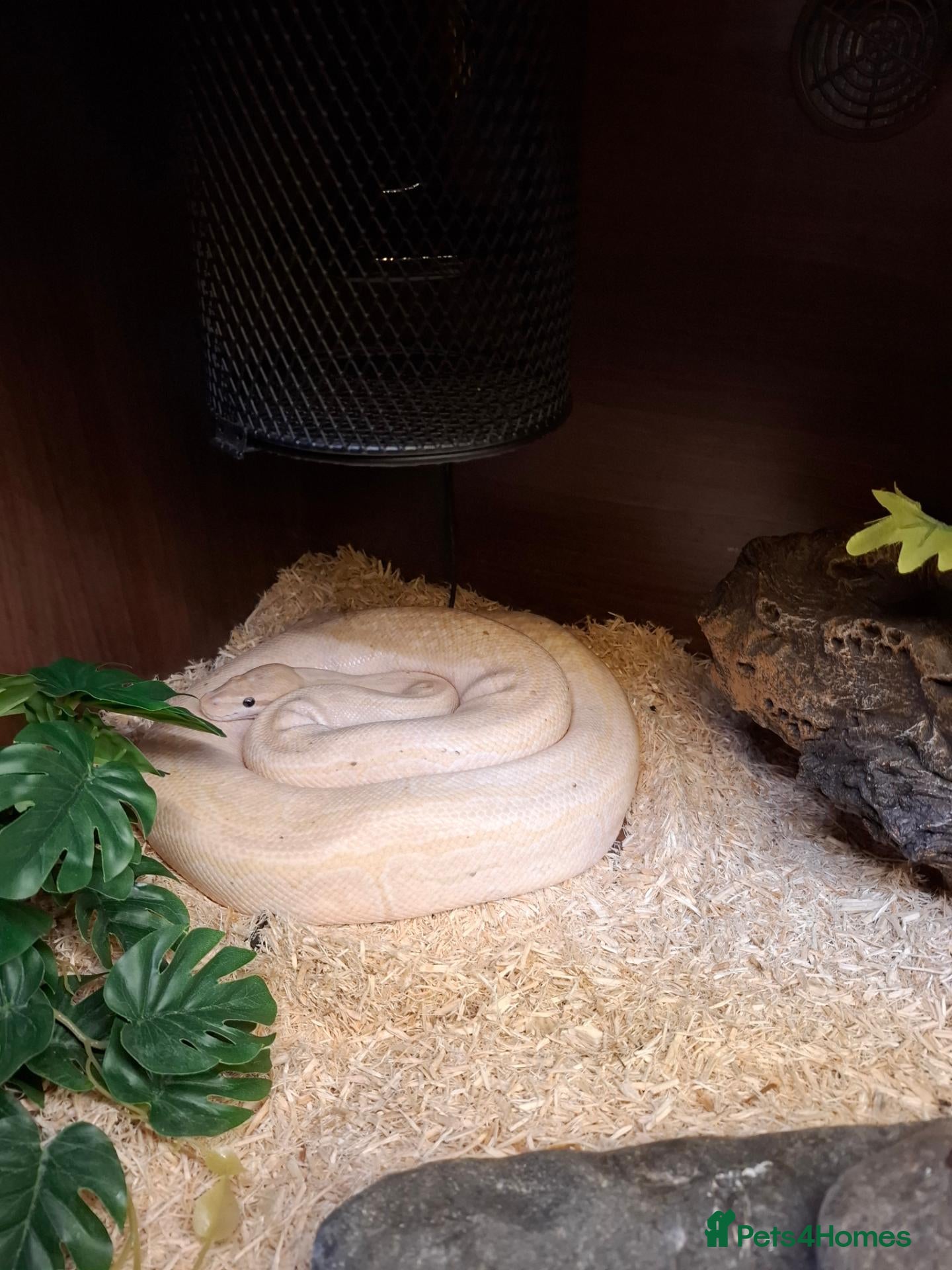 Python Snake reptiles Royal python - Advert 1