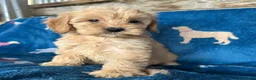 Cockapoo dogs for sale: Cockerpoo puppies - Advert 4